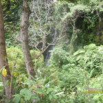 Kilimanjaro Forest