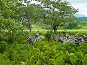 Arusha National Park