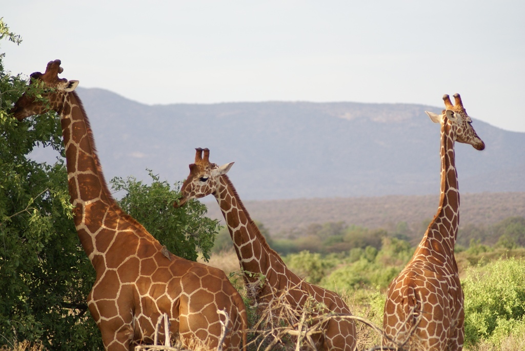 5 Day Safari Program to Northern Tanzania