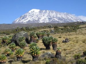 Kilimanjaro National Park Plants