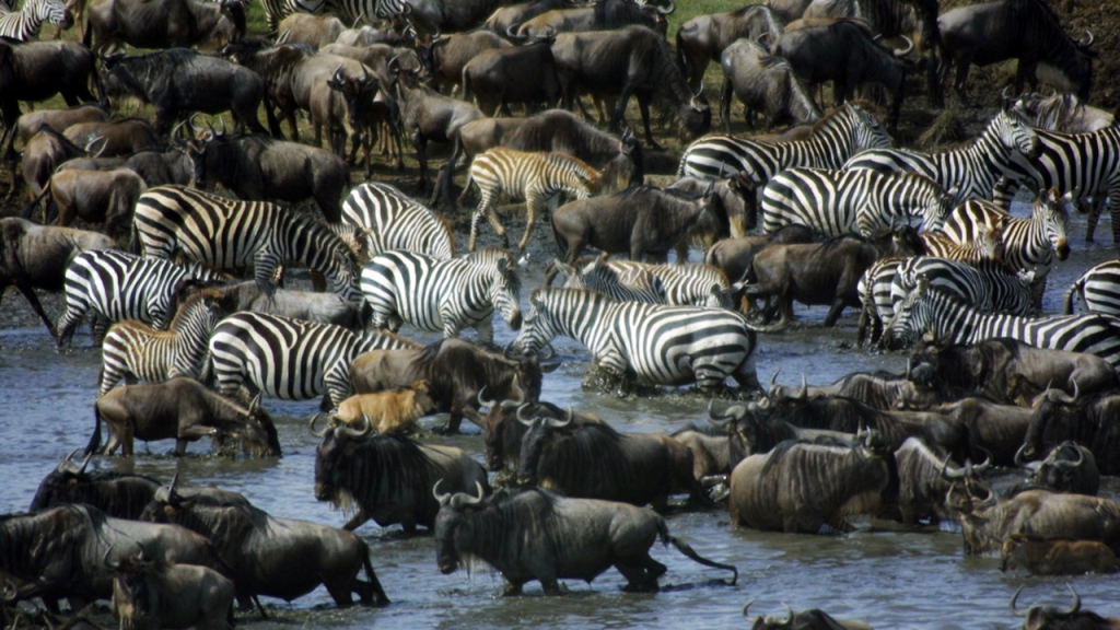 4 Day Wildebeest Migration Safari