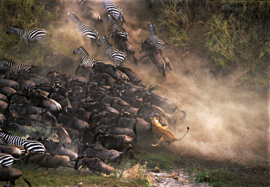 5 Day Serengeti Wildebeest Migration Safari