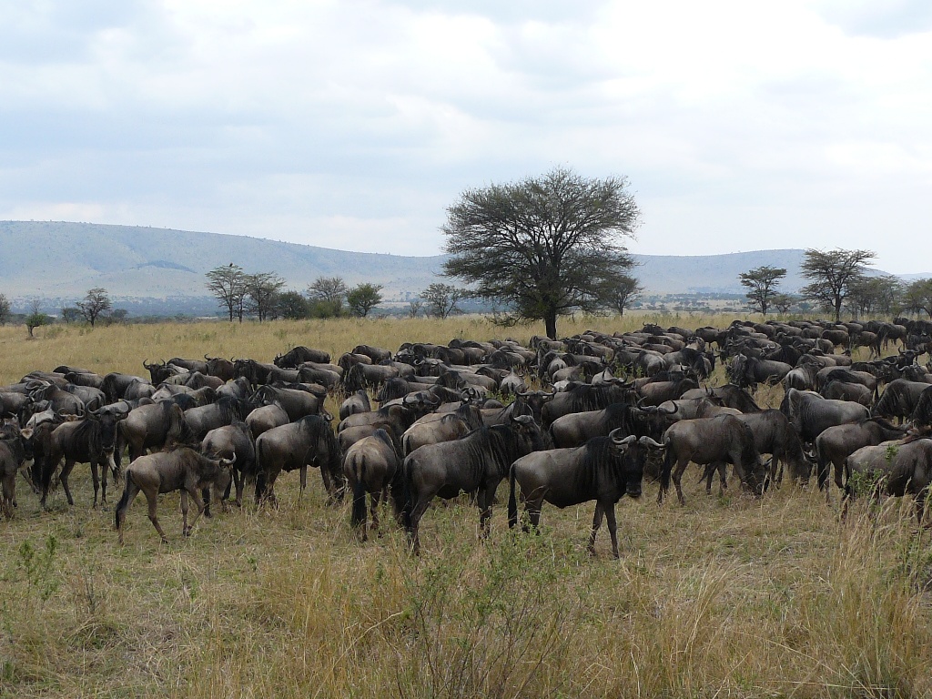 6 Day Serengeti Wildebeest Migration Safari