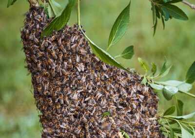 Bee Keeping in Tanzania