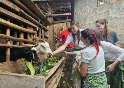 Feeding goats using banana peels in Machame