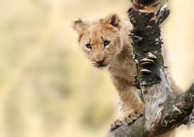 Tanzania Safari lion cub scaled 1