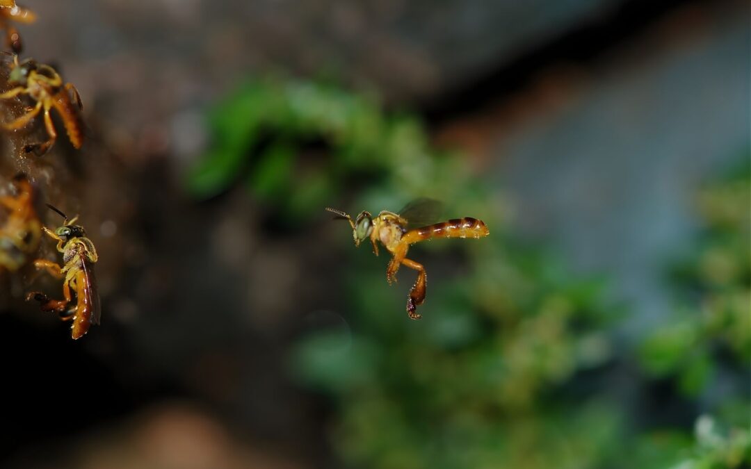 Stingless Bee Project Visit