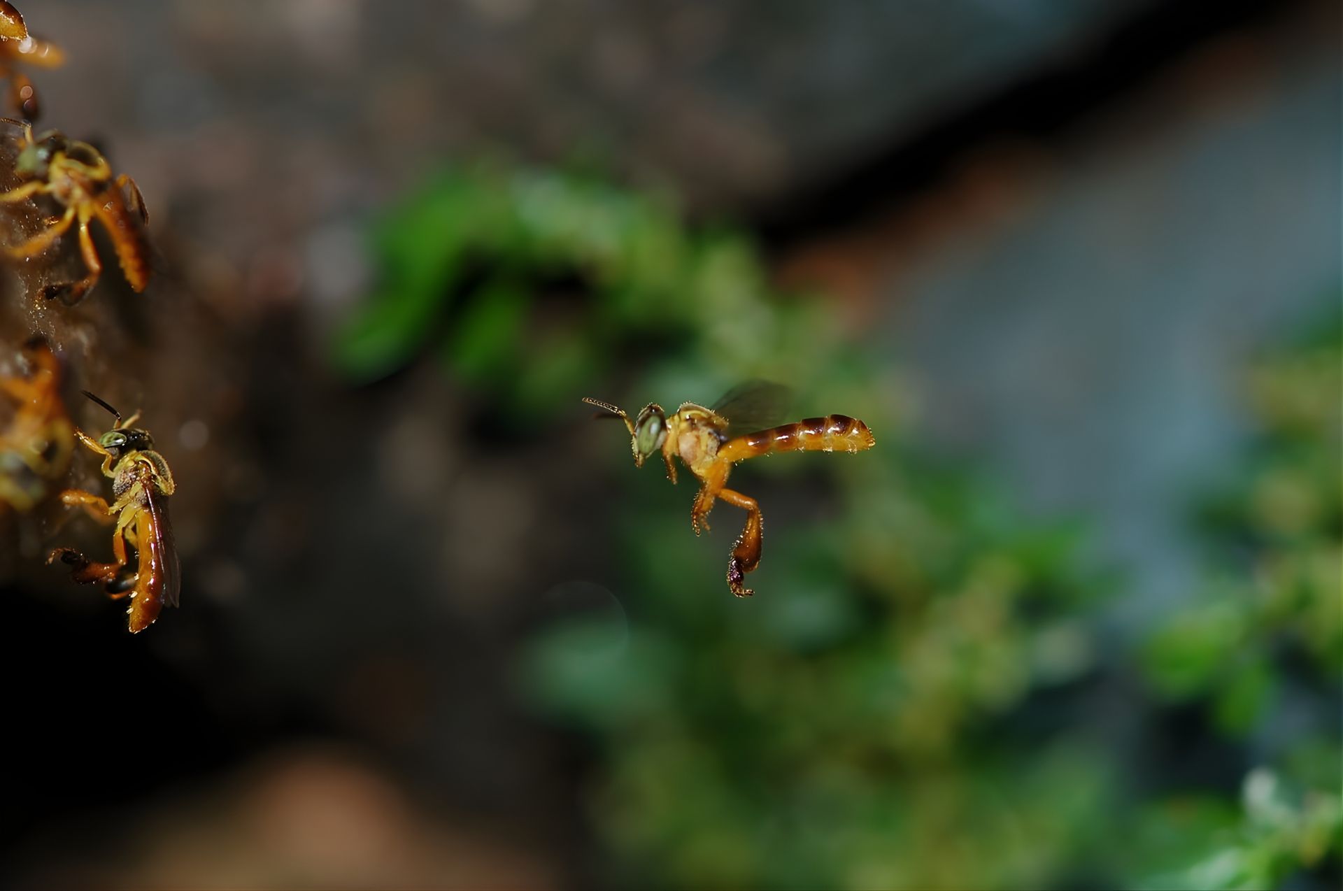 Stingless Bee Project